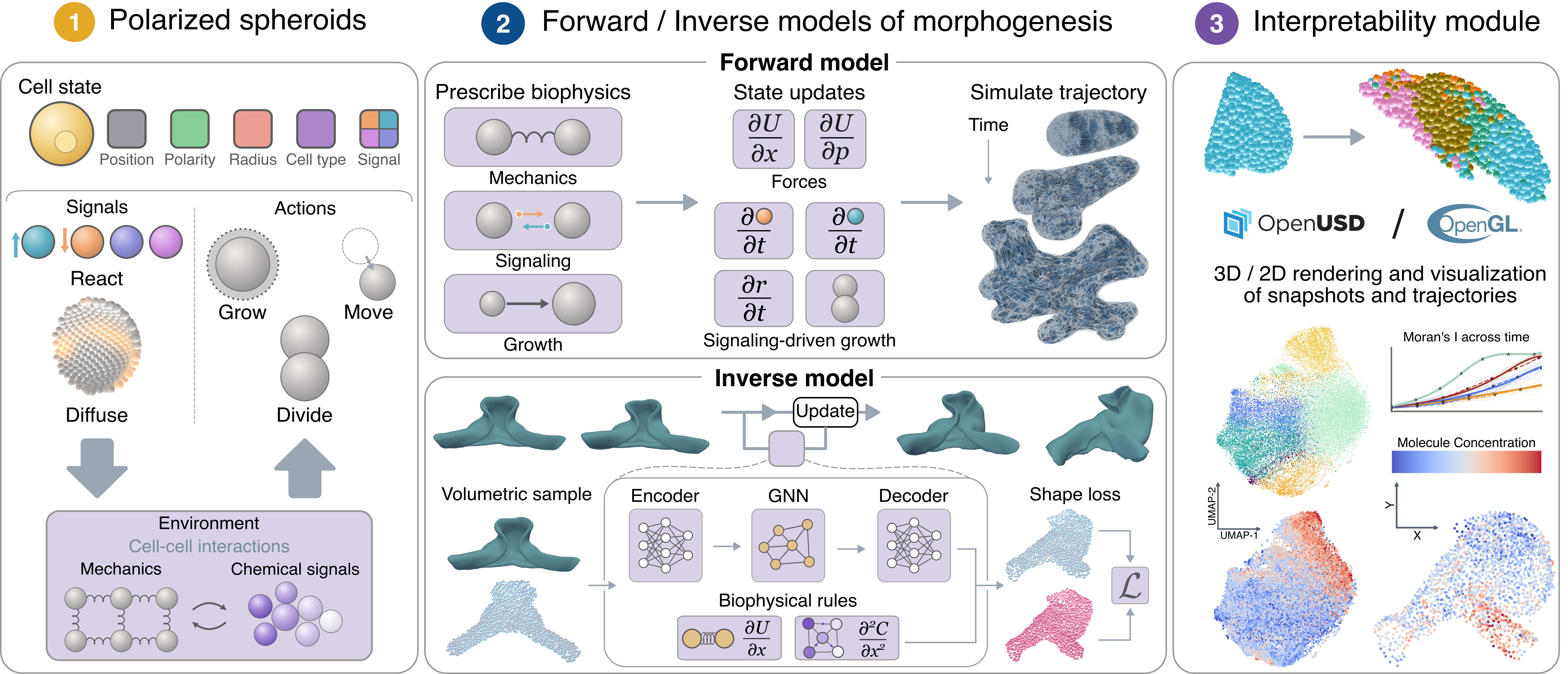 waxMorph pipeline: forward simulation and inverse learning of shape assembly